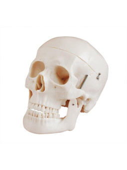 DELUXE LIFE STYLE SKULL